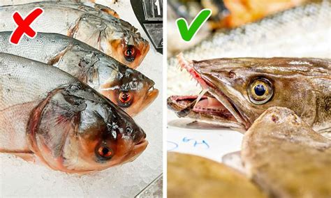 stale fish|Here Are 8 Signs That Tell You If Fish Is Not Fresh.